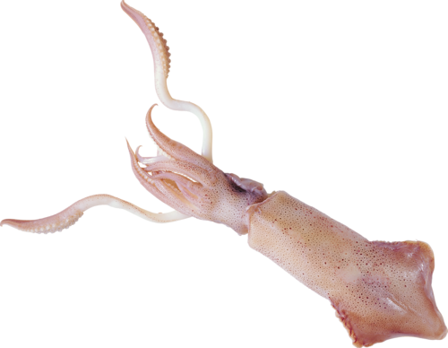 polip_44.png