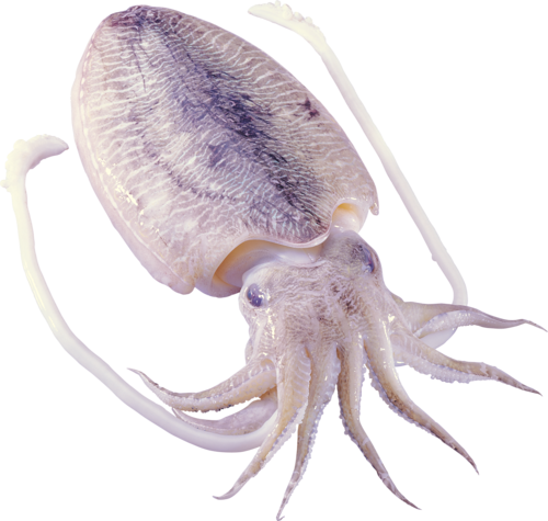 polip_45.png