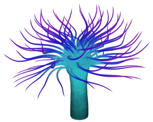polip_46.png