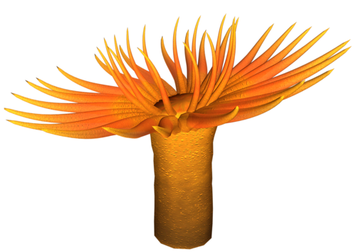 polip_47.png