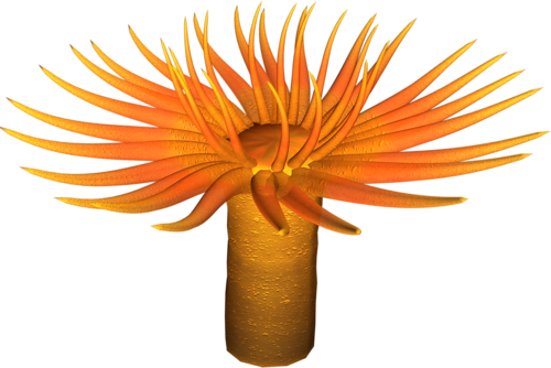 polip_49.png