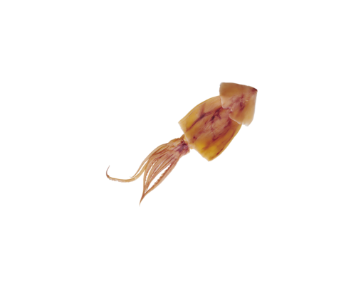 polip_5.png