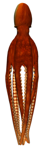 polip_52.png