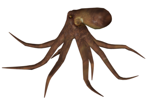 polip_53.png