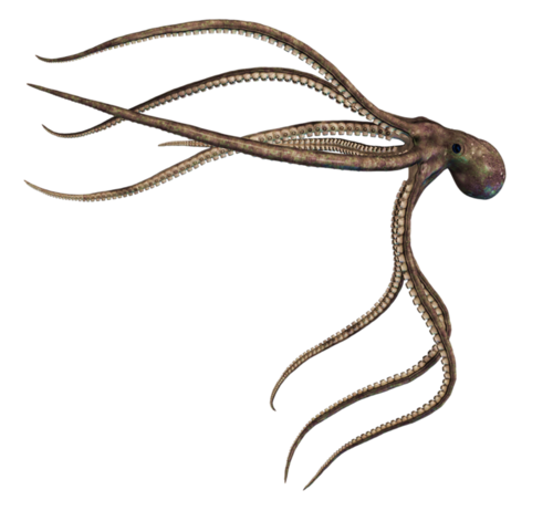 polip_62.png