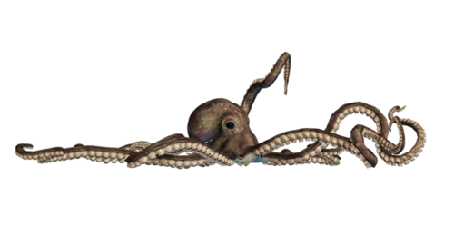 polip_63.png