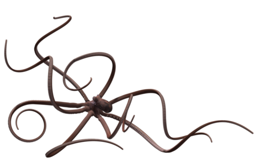 polip_65.png