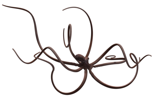 polip_66.png