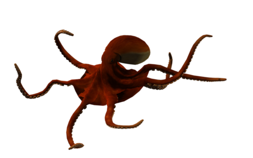 polip_67.png