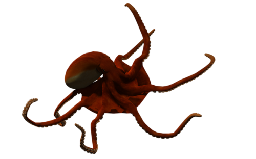 polip_68.png