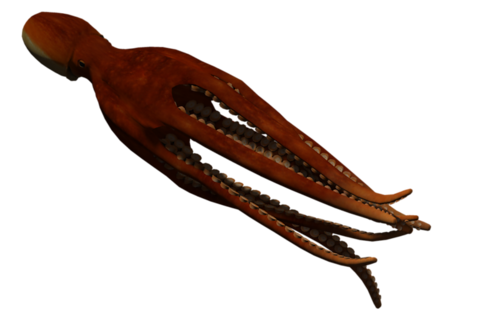 polip_69.png