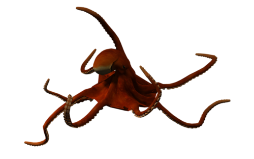 polip_70.png