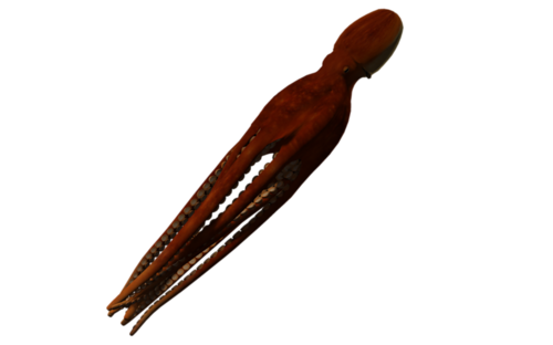 polip_71.png