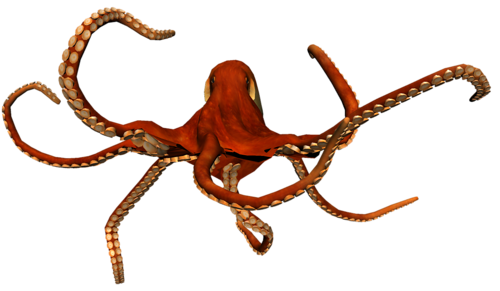 polip_73.png