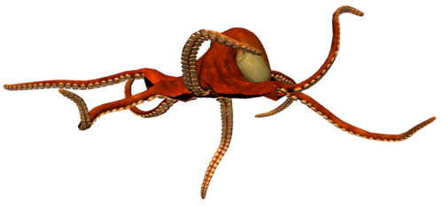 polip_74.png