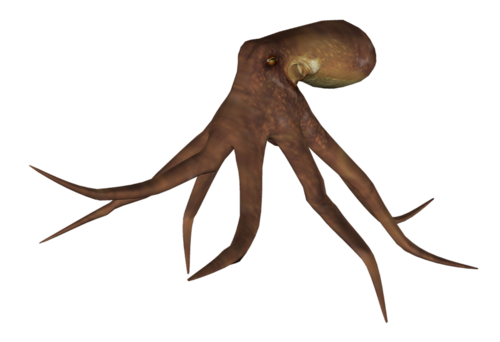 polip_75.png