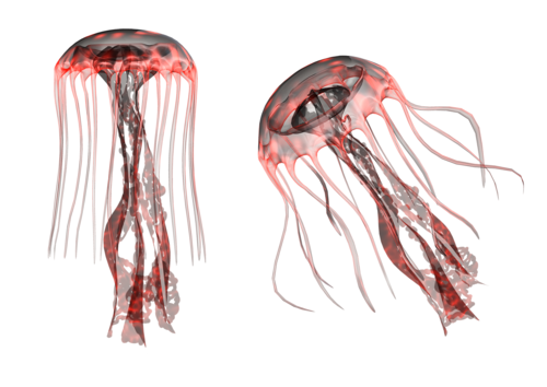 polip_76.png