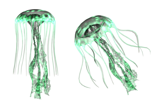 polip_77.png