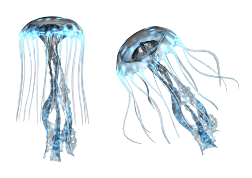 polip_79.png