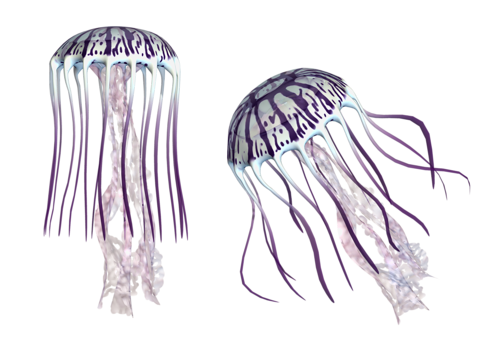 polip_81.png