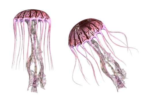 polip_82.png