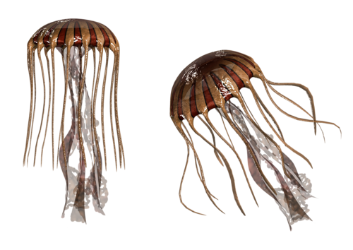 polip_83.png