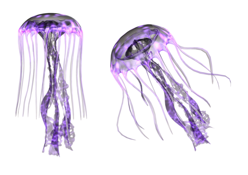polip_85.png