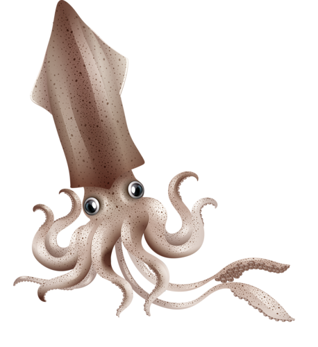 polip_87.png