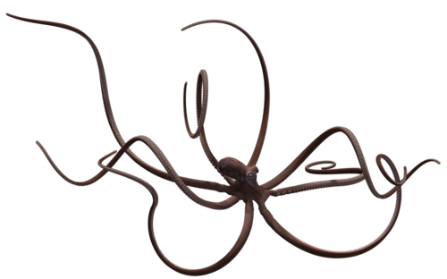polip_89.png