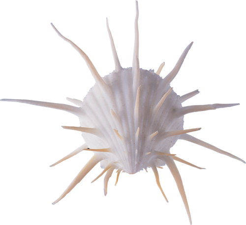 polip_90.png