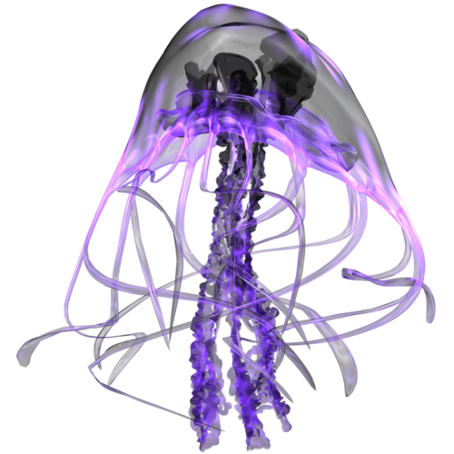 polip_93.png
