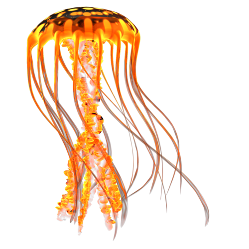 polip_95.png