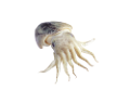 polip_15
