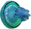 polip_17