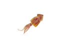 polip_5