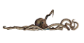 polip_63