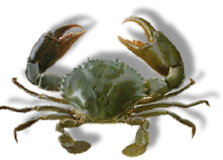 rak_16.png
