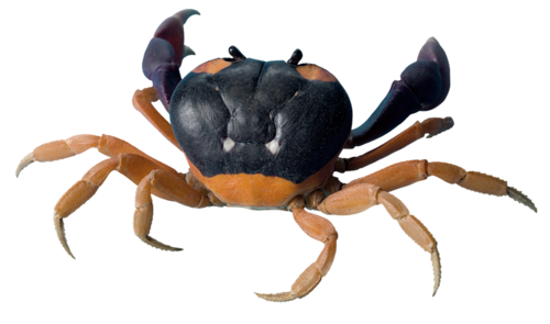 rak_28.png