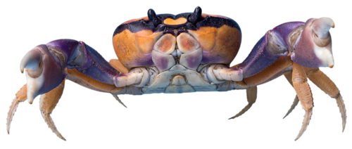 rak_29.png