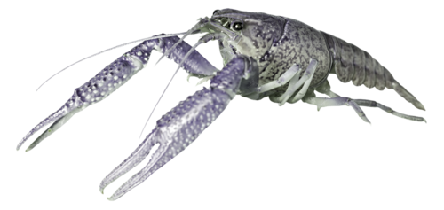 rak_31.png