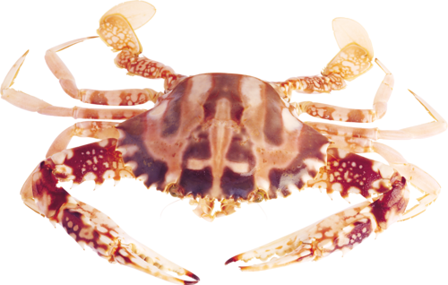 rak_55.png