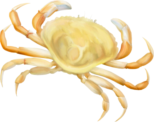 rak_56.png
