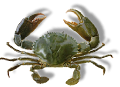 rak_16