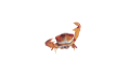 rak_41