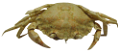 rak_53