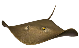 tengeri_halak_10.png