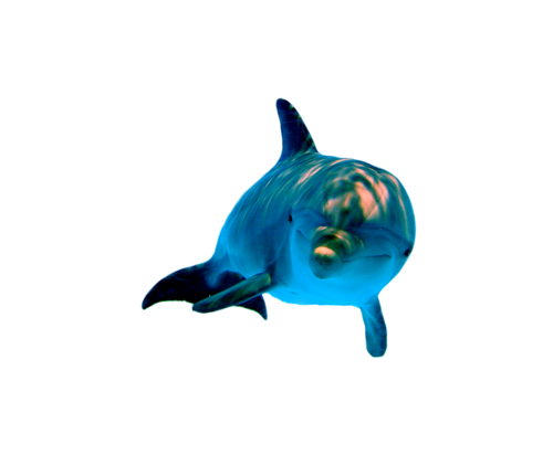 tengeri_halak_106.png