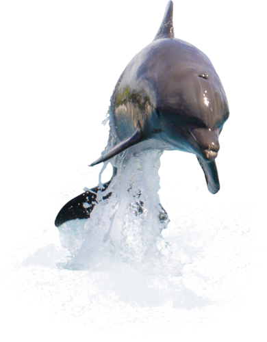 tengeri_halak_123.png