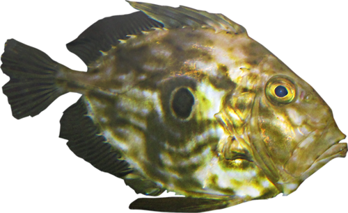 tengeri_halak_124.png