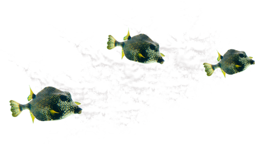 tengeri_halak_133.png
